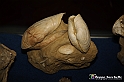 VBS_9551 - Museo Paleontologico - Asti